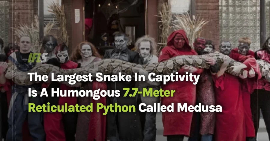 Самым длинным «домашним» питоном в мире стал почти 8-метровый Медуза из США