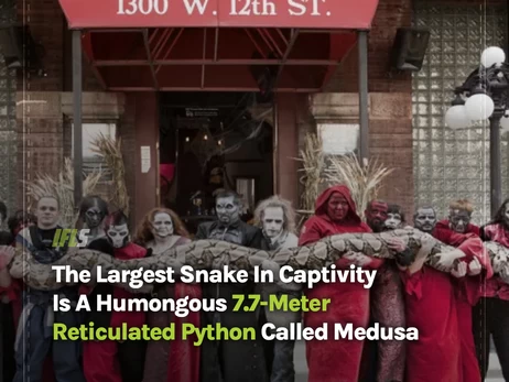 Найдовшим «домашнім» пітоном у світі став майже 8-метровий Медуза з США