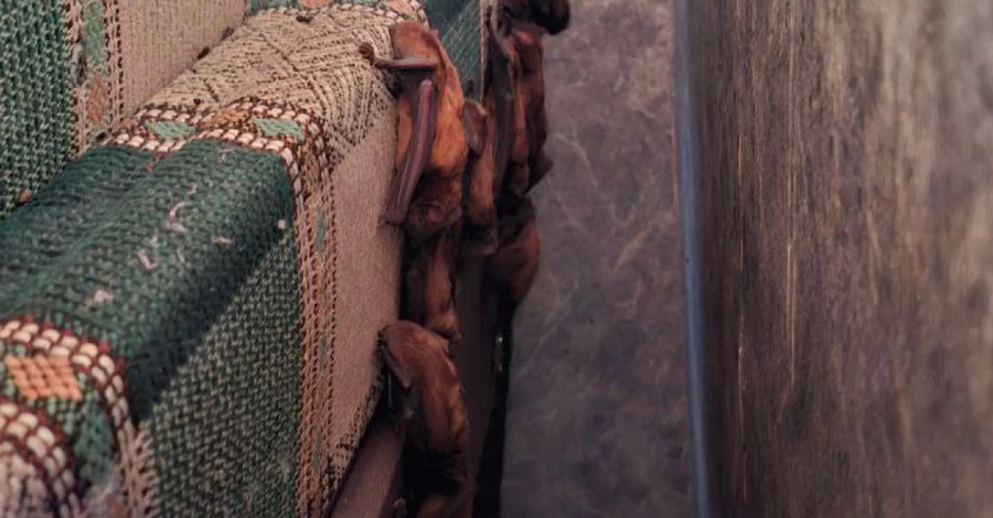 У Харкові в квартиру залетіли 200 кажанів, майже всі загинули