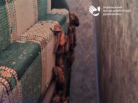 У Харкові в квартиру залетіли 200 кажанів, майже всі загинули