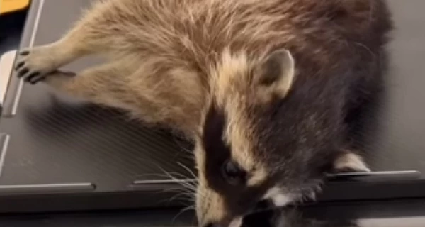 У енота в одесском контактном зоопарке отказали задние лапы, посетители забили тревогу