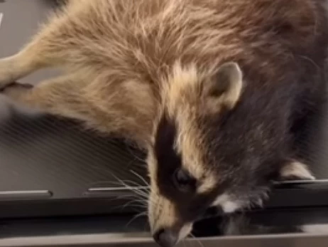 У енота в одесском контактном зоопарке отказали задние лапы, посетители забили тревогу