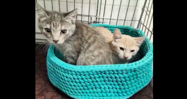 В Киеве спасли шестерых кошек из-под завалов - для них ищут новый дом