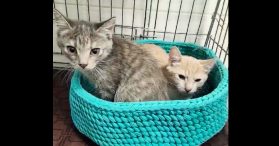 У Києві врятували шістьох котів з-під завалів - для них шукають новий дім