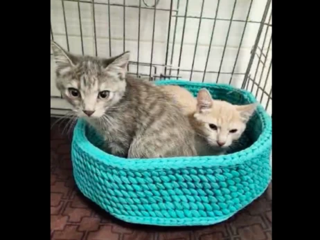 В Киеве спасли шестерых кошек из-под завалов - для них ищут новый дом