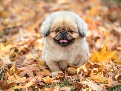 11 вересня в Україні місцями буде прохолодно й вітряно, на заході - до +22 градусів