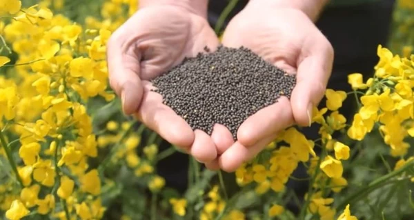 Заплатят все. Новая 10%-ная пошлина полностью заблокировала экспорт сои и рапса 