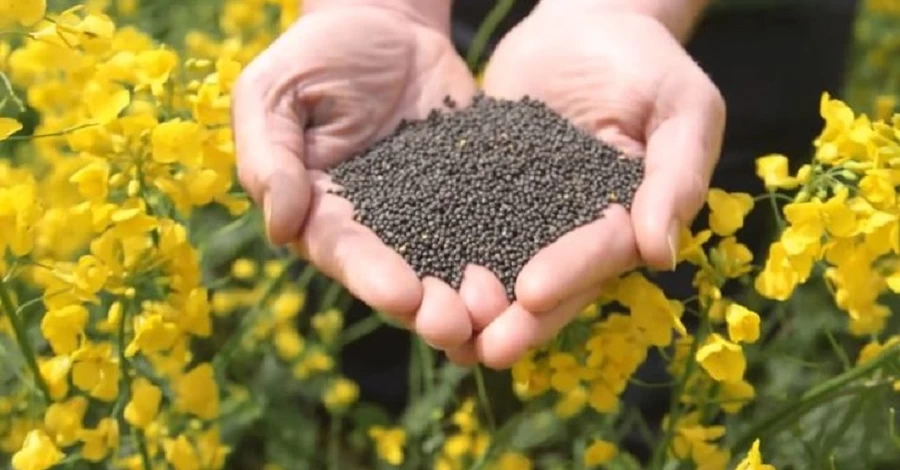 Заплатять всі. Нове 10%-ве мито повністю заблокувало експорт сої та ріпаку 