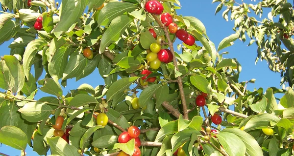 Сезон кизилу в Україні: користь і шкода, властивості ягід