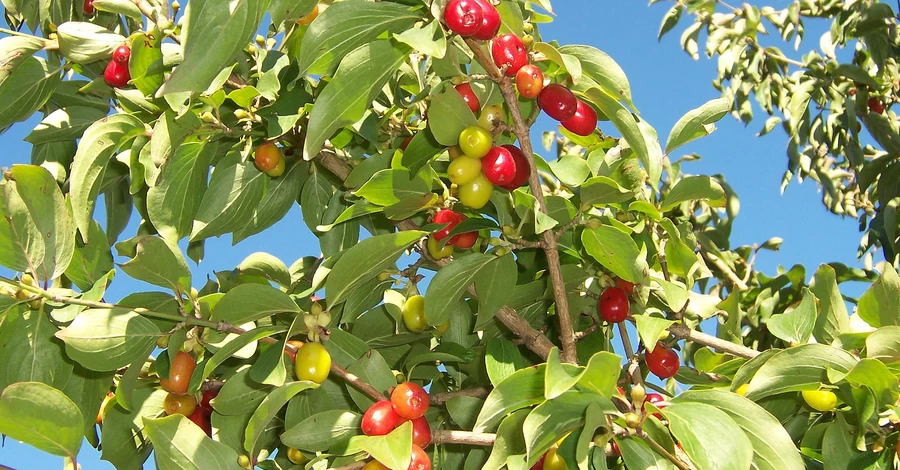 Сезон кизила в Украине: польза и вред, свойства ягод