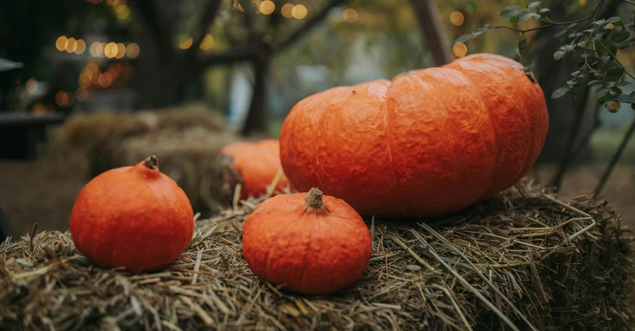 Целебные свойства тыквы: польза и вред, можно ли ее есть сырой