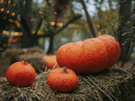 Целебные свойства тыквы: польза и вред, можно ли ее есть сырой