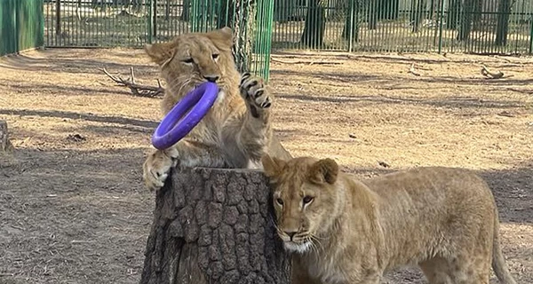 Левиці, евакуйовані з Хмельницького та Харківщини, знайшли новий дім у Південній Африці