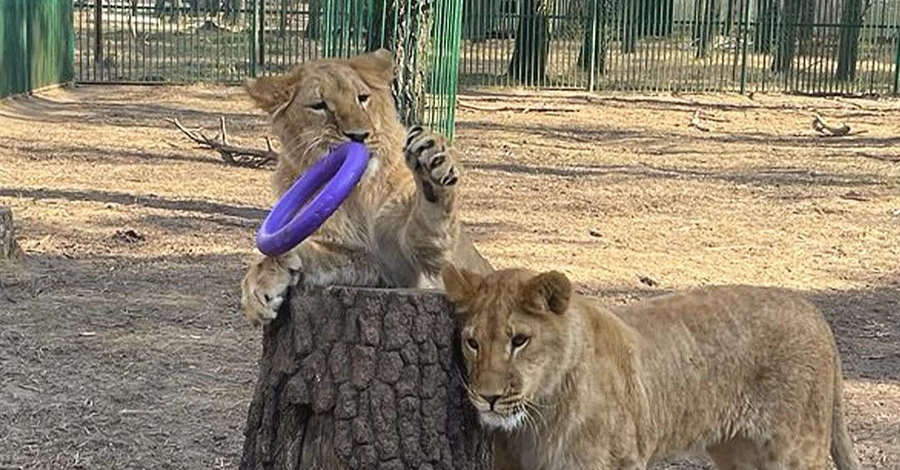 Левиці, евакуйовані з Хмельницького та Харківщини, знайшли новий дім у Південній Африці