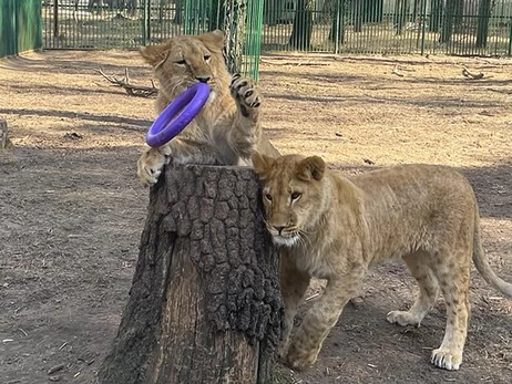 Львицы, эвакуированные из Хмельницкого и Харьковской области, нашли новый дом в Южной Африке