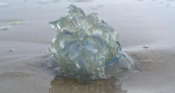 Море во временно оккупированном Бердянске заполонили медузы