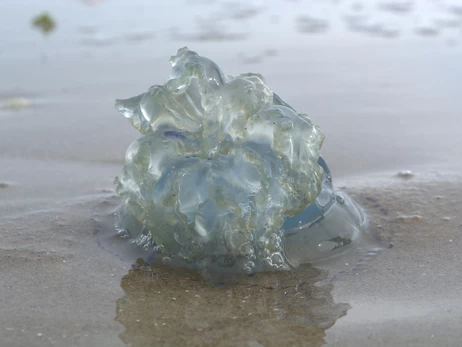 Море у тимчасово окупованому Бердянську заполонили медузи