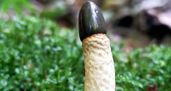 На Івано-Франківщині знайшли рідкісний гриб з Червоної книги України