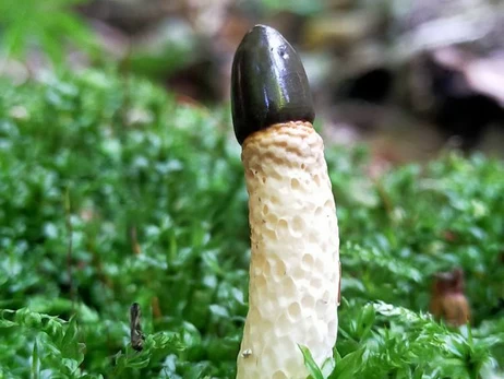 На Івано-Франківщині знайшли рідкісний гриб з Червоної книги України