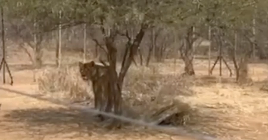 Зоозахисники показали, як українські левиці облаштовуються в Африці