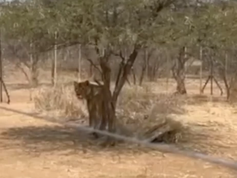 Зоозащитники показали, как украинские львицы обустраиваются в Африке