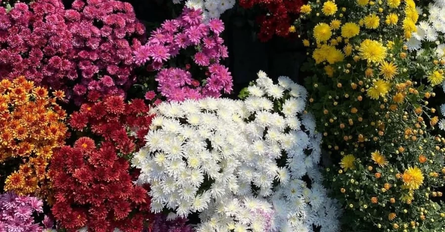 В Киеве высадили десятки тысяч хризантем в форме знаков зодиака