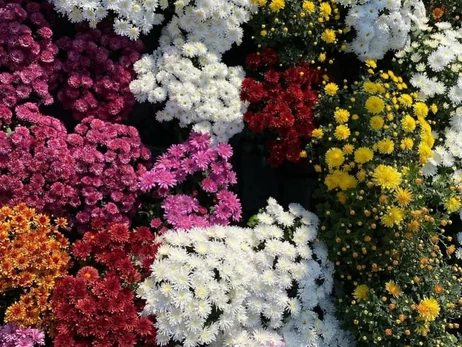 В Киеве высадили десятки тысяч хризантем в форме знаков зодиака