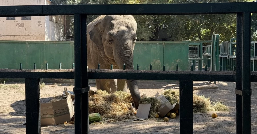 В Одеському зоопарку відсвяткували день народження найстарішої слонихи України - їй 46 років