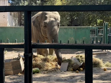 В Одесском зоопарке отпраздновали день рождения старейшей слонихи Украины - ей 46 лет