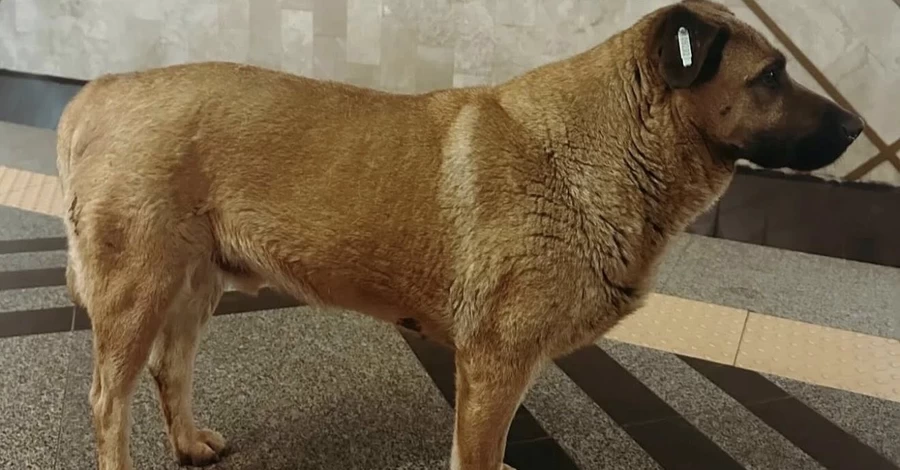 Киян просять заступитися за пса, якого не впускають до метро 