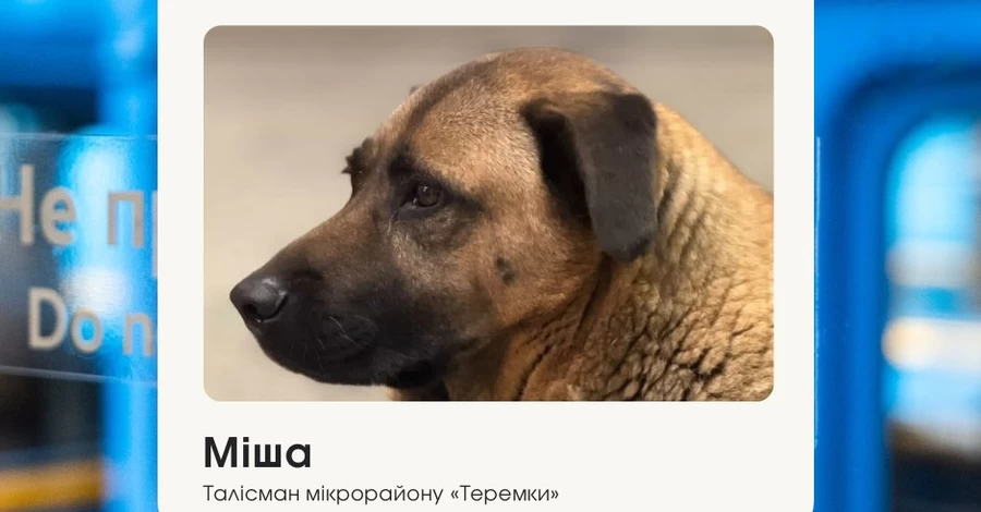 Київський метрополітен пояснив ситуацію з псом, якого не пустили до укриття на 