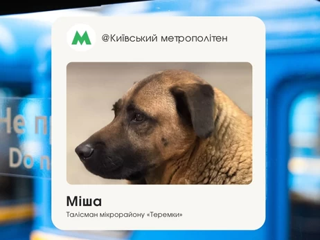 Киевский метрополитен объяснил ситуацию с псом, которого не пустили в укрытие на 