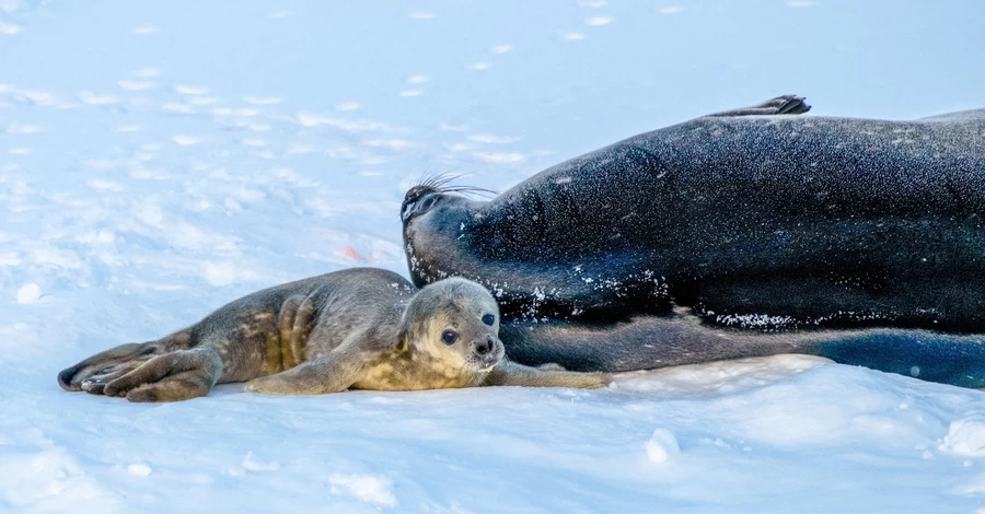 Полярники показали новорожденных тюленят и предложили выбрать им имена