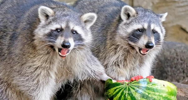 В Киевском зоопарке устроили 