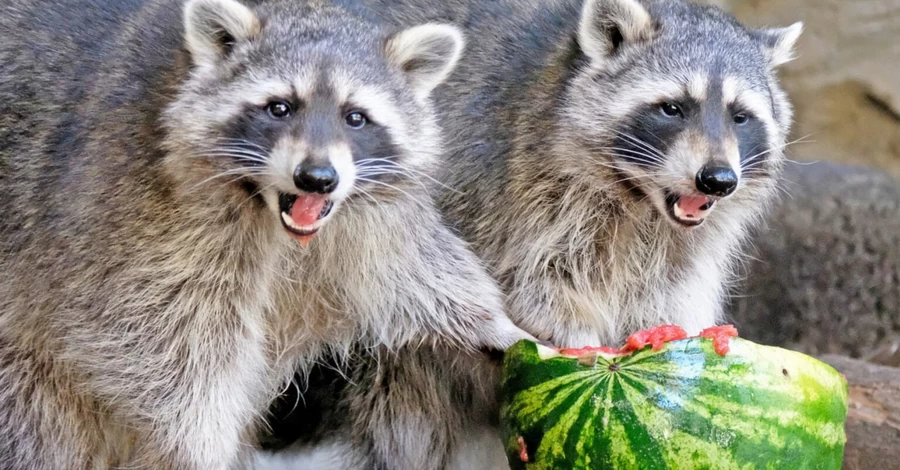 В Киевском зоопарке устроили 