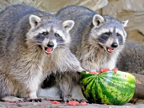 В Киевском зоопарке устроили 