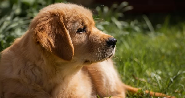 В Виннице нашли трупы собак на территории больницы - зоозащитники заявили, что их отравили