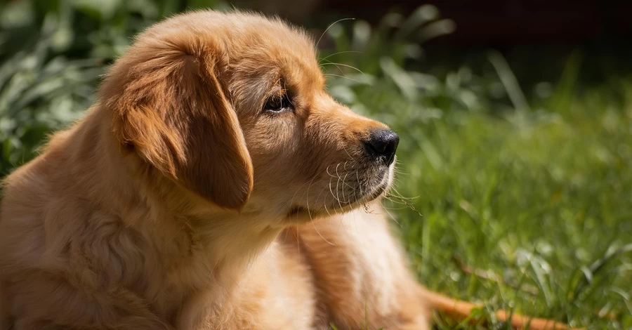 У Вінниці знайшли трупи собак на території лікарні - зоозахисники заявили, що їх отруїли