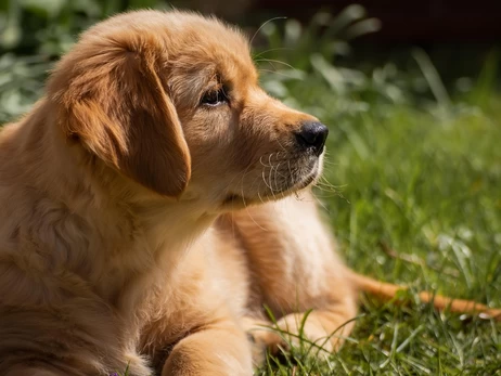 В Виннице нашли трупы собак на территории больницы - зоозащитники заявили, что их отравили