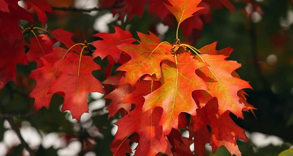 21 сентября - какой сегодня праздник, что нельзя делать, все об этом дне