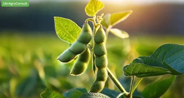 Україна може втратити прогрес вступу до ЄС через проблемні мита на сою та ріпак - ЗМІ