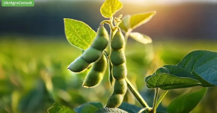 Україна може втратити прогрес вступу до ЄС через проблемні мита на сою та ріпак - ЗМІ