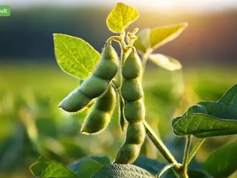 Україна може втратити прогрес вступу до ЄС через проблемні мита на сою та ріпак - ЗМІ