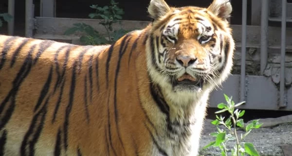 В Николаевском зоопарке отпраздновали 20-летие двух тигриц-сестер