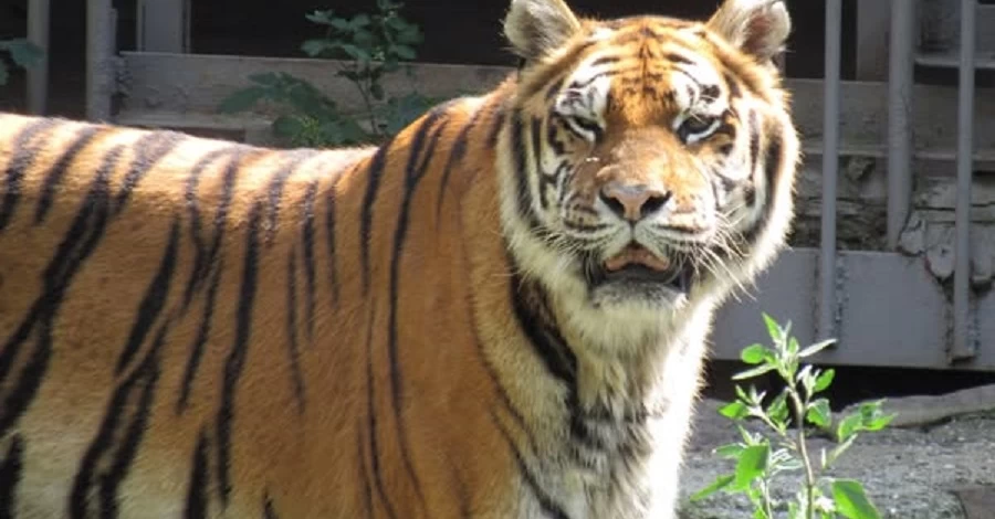 В Николаевском зоопарке отпраздновали 20-летие двух тигриц-сестер