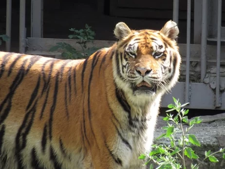 В Николаевском зоопарке отпраздновали 20-летие двух тигриц-сестер