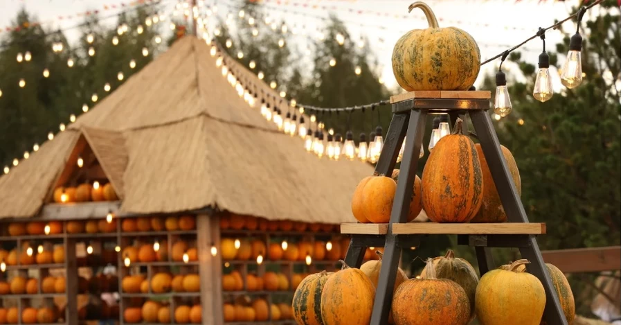 Тыквенный контент в тренде: где сделать оранжевую фотосессию и как выбрать вкусный плод