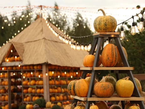 Тыквенный контент в тренде: где сделать оранжевую фотосессию и как выбрать вкусный плод