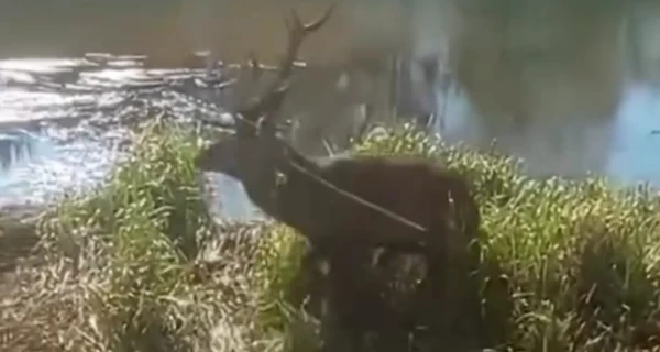 В Чернобыльской зоне спасли дикого оленя, который застрял рогами в сетке