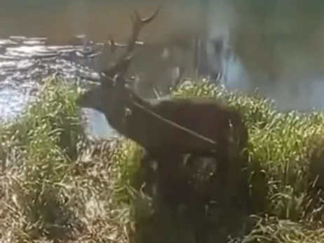 В Чернобыльской зоне спасли дикого оленя, который застрял рогами в сетке